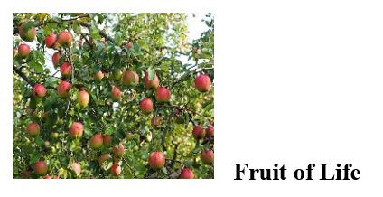 Fruit of Life