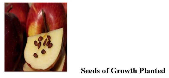 Seeds of growth planted