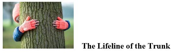 Lifeline of the Trunk